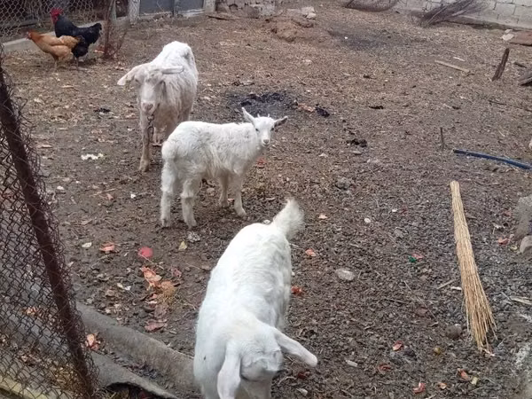 عنزة, الماعز