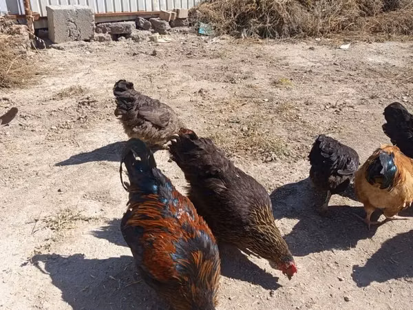 Chickens — Kirgisistan