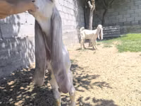 Cabro, Gulabi goats — foto 3