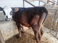 Toro, Swiss cattle — foto 4