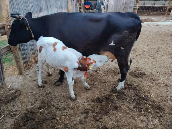 بقرة, Simmental cattle