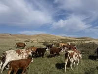 بقرة, Simmental cattle — الصورة 1