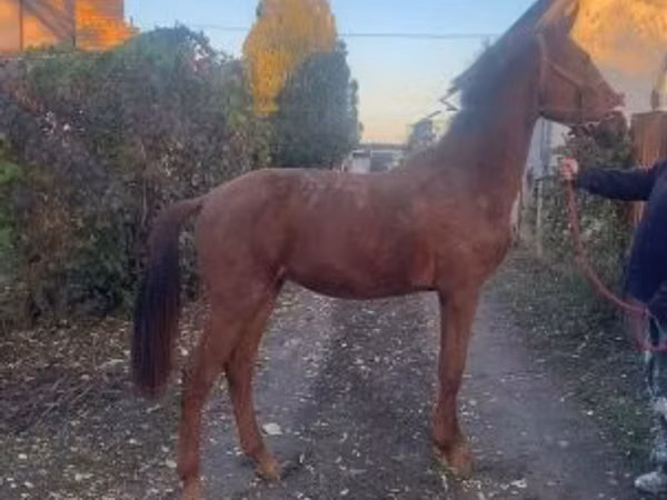 Айғыр, Nonius horse