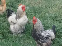 Brahma — Foto 3