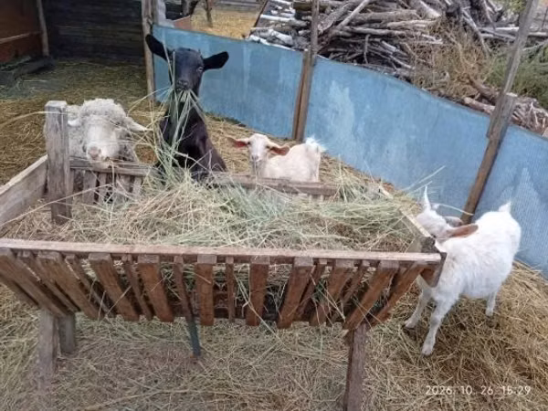 母山羊, Goats