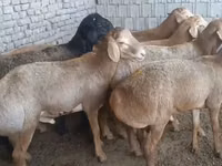 Кочкор, Эдильбай койу — сүрөт 1