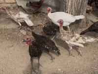 Turkeys — Foto 2