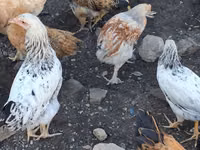 Chickens — फ़ोटो 2