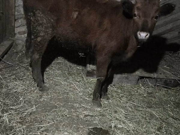 母牛, Cattle — 哈萨克斯坦