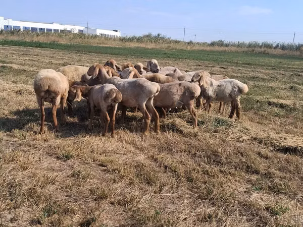 نعجة, Hissar sheep — قيرغيزستان