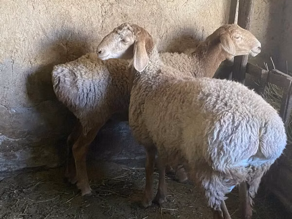 Widder, Rhon sheep