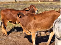 Bovinos (lote, sexo no especificado), Ganado vacuno — foto 1