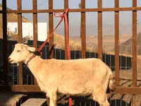 Cabra, Saanen goat — foto 1