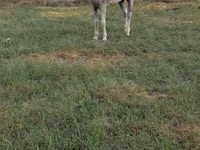 Hengst, Azerbaijan horse — Foto 3