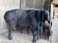 Widder, Arashan sheep — Foto 2