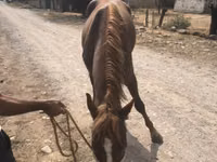 Caballo, Caballos — foto 3