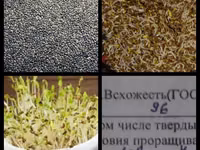 Гарантия качества! Советская технология выращивания и очистки! — 3-rasm
