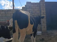 गाय, Simmental cattle — फ़ोटो 4