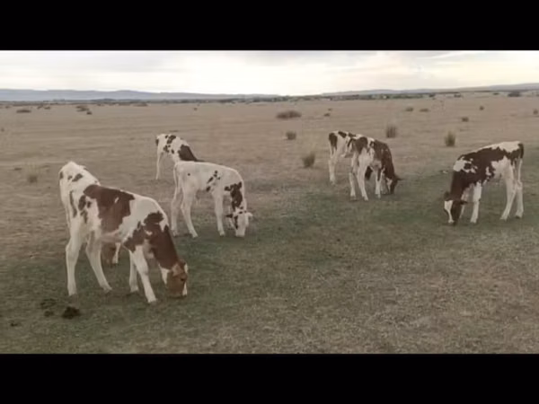 Bulle, Swiss cattle — Kasachstan