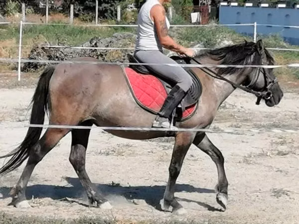 فرس, Polish pony