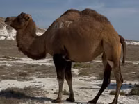 Kamelstute, Kazakh Bactrian camel — Foto 3