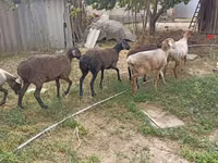 Qoʻy, Edilbay sheep — 5-rasm
