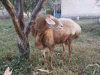 كبش, Arashan sheep — الصورة 6