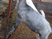 Echki, Saanen goat — 2-rasm