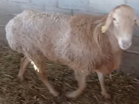 كبش, Edilbay sheep — الصورة 3