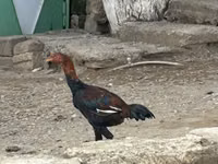 بايد — الصورة 3