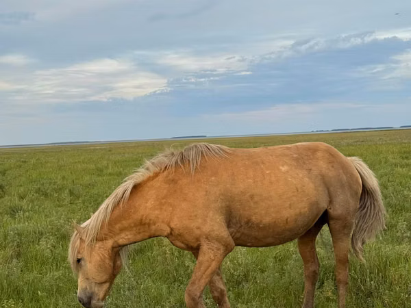 公马, Horses