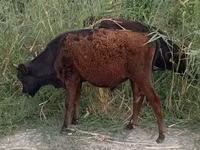 Buqa, Qoramol — 4-rasm