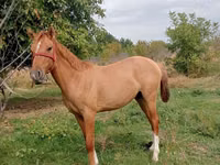 فرس, الخيول — الصورة 2