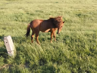 公马, Horses — 照片 3