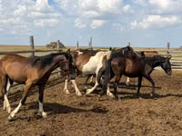 حصان, Horse breed — الصورة 7