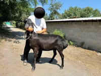 نعجة, Arashan sheep — الصورة 6