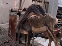 Ziege, Nubian Goat — Foto 1