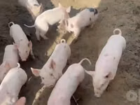 Schweine (Partie, Geschlecht nicht angegeben) — Foto 2
