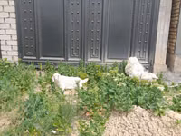 Goat, Goats — photo 5