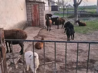 Schafe (Partie, Geschlecht nicht angegeben), Hissar sheep — Foto 3