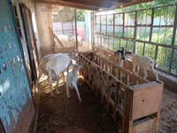 Goat, Saanen goat — photo 1