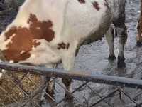 Vaca, Simmental cattle — foto 3