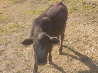 公牛, Swiss cattle — 照片 3