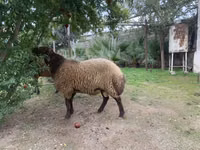 公羊, Sheep — 照片 2