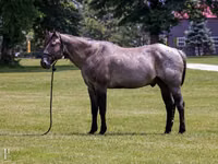 Hengst, Quarter Horse — Foto 1