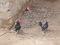 Japanese Bantam — photo 4