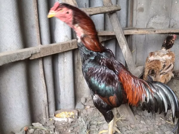 Chickens — Kirgisistan