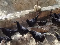 Australorp — Foto 2