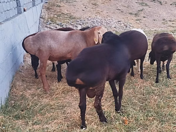 كبش, Arashan sheep — أوزبكستان
