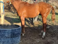 घोड़ा, Thoroughbred horse — फ़ोटो 8